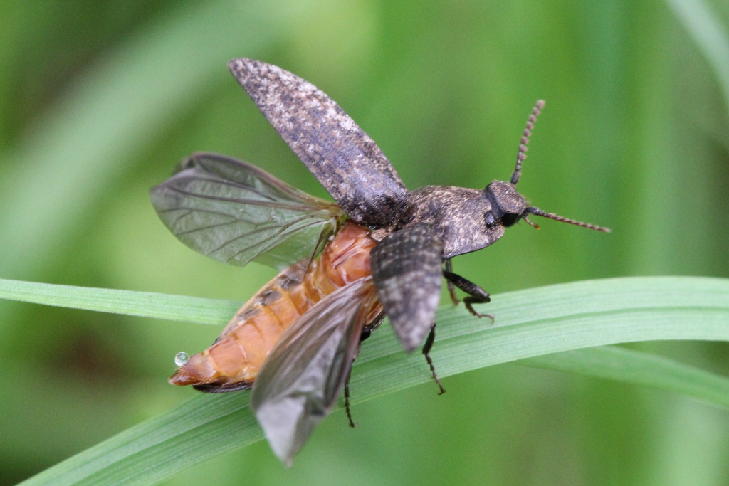 Agrypnus murinus (Linnaeus, 1758) - Taupin souris, Lacon souris