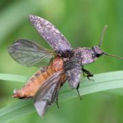 Agrypnus murinus (Linnaeus, 1758) - Taupin souris, Lacon souris