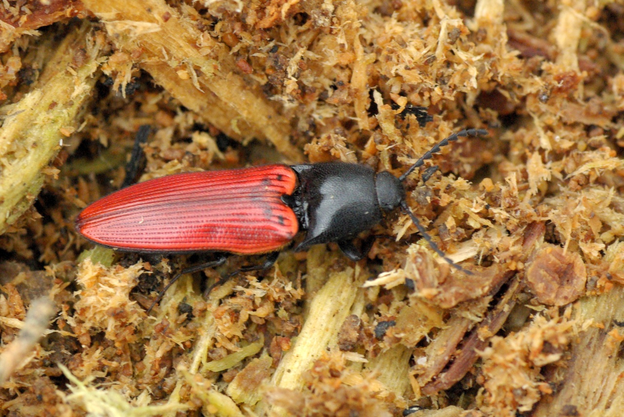 Ampedus sanguineus (Linnaeus, 1758) - Taupin à étuis rouges