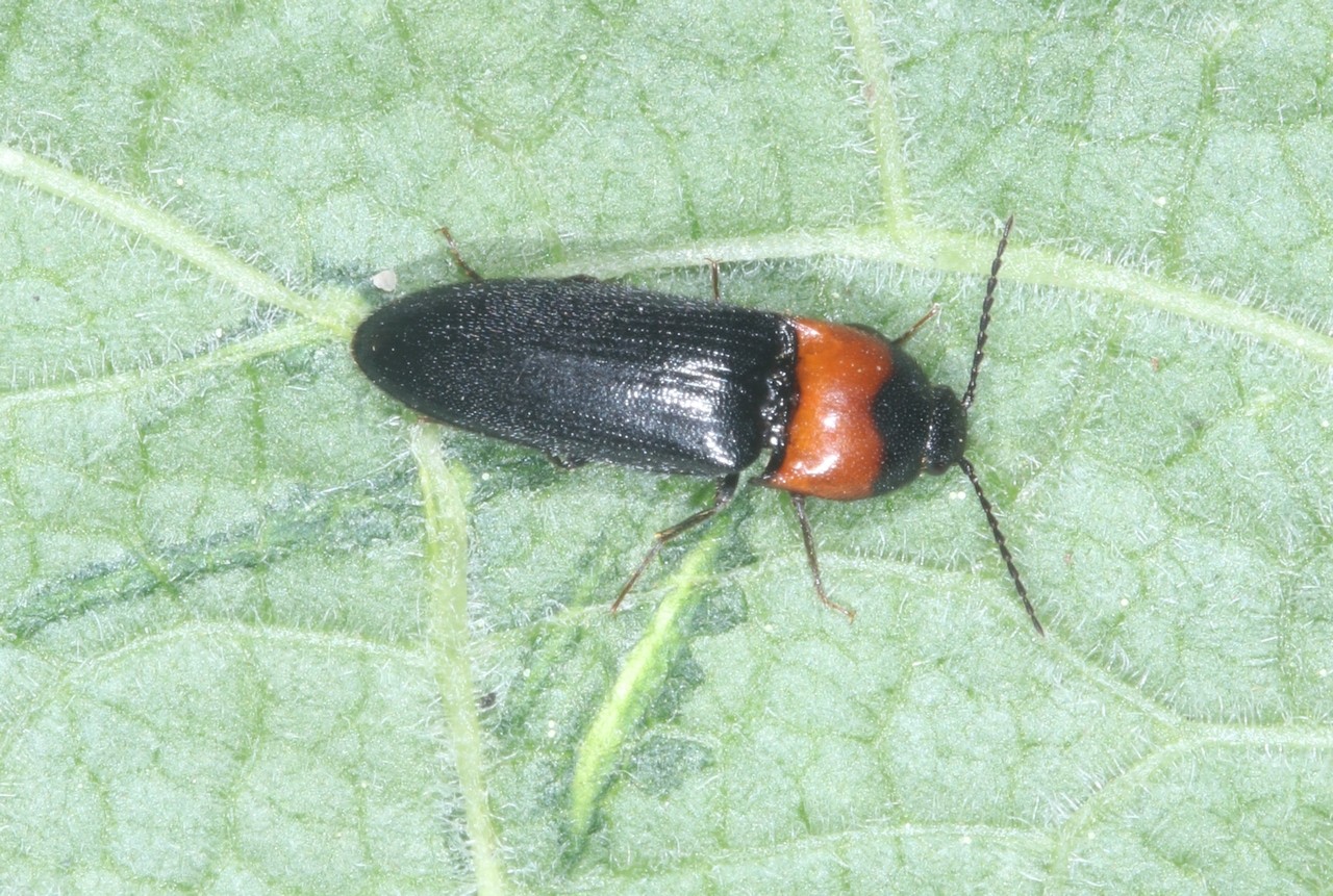 Ampedus sinuatus Germar, 1844