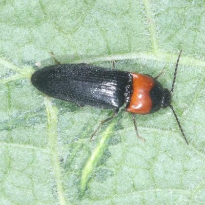 Ampedus sinuatus Germar, 1844