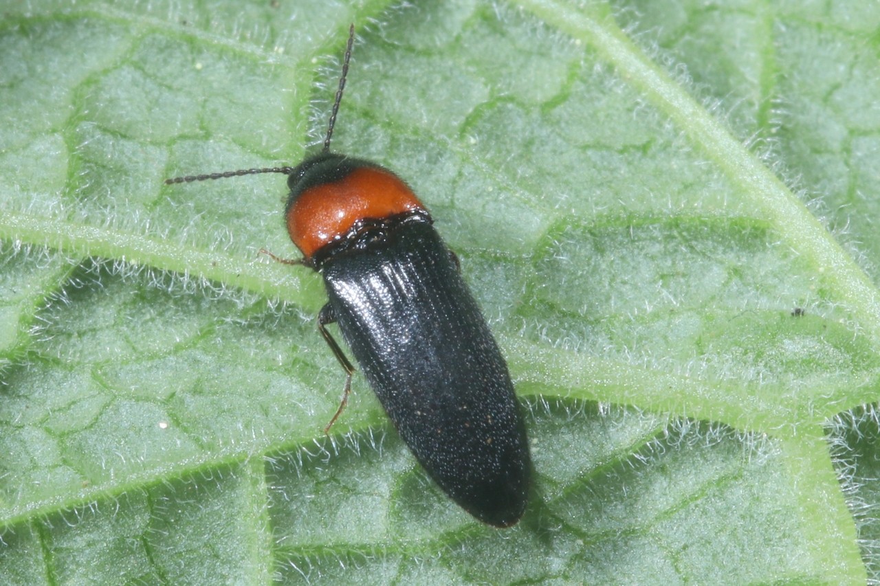 Ampedus sinuatus Germar, 1844