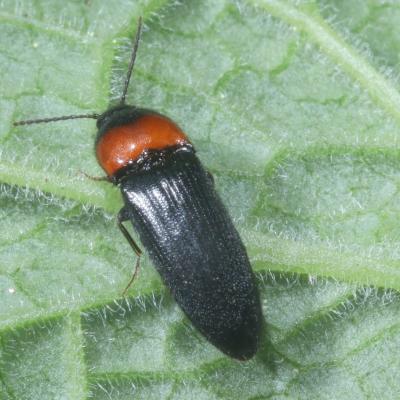 Ampedus sinuatus Germar, 1844