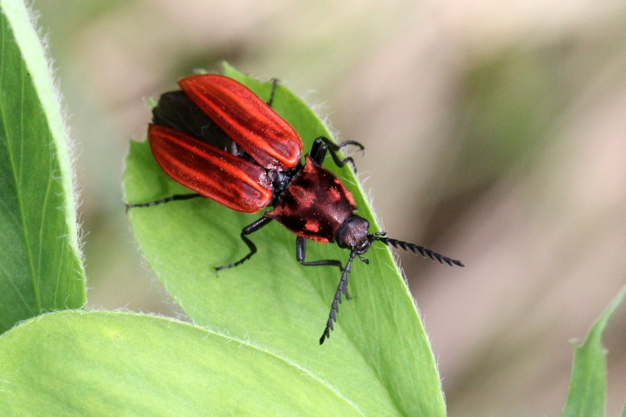 Anostirus purpureus (Poda, 1761) - Anostire pourpre (femelle)