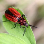 Anostirus purpureus (Poda, 1761) - Anostire pourpre (femelle)