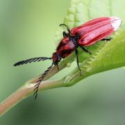 Anostirus purpureus (Poda, 1761) - Anostire pourpre (mâle)