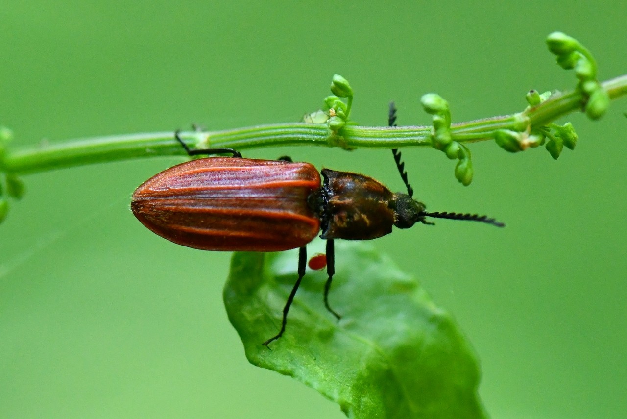 Anostirus purpureus (Poda, 1761) - Anostire pourpre (femelle)