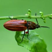 Anostirus purpureus (Poda, 1761) - Anostire pourpre (femelle)