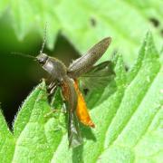 Athous haemorrhoidalis (Fabricius, 1801) - Taupin acajou, Taupin des jardins