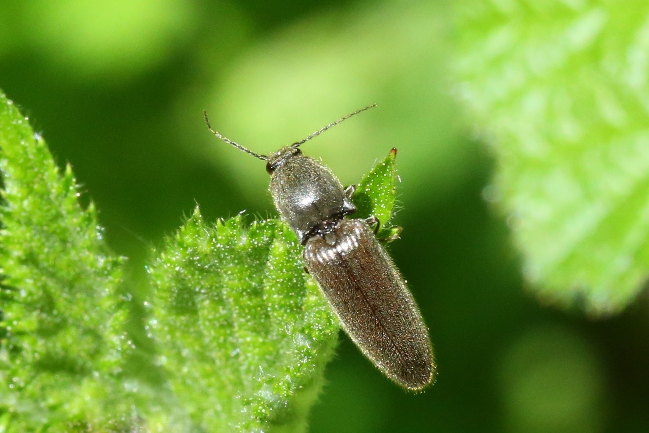 Athous haemorrhoidalis (Fabricius, 1801) - Taupin acajou, Taupin des jardins