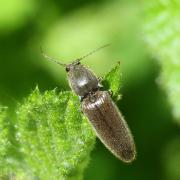 Athous haemorrhoidalis (Fabricius, 1801) - Taupin acajou, Taupin des jardins