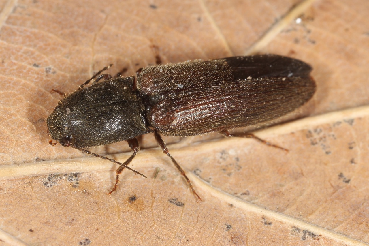 Athous haemorrhoidalis (Fabricius, 1801) - Taupin acajou, Taupin des jardins