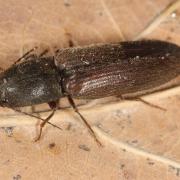 Athous haemorrhoidalis (Fabricius, 1801) - Taupin acajou, Taupin des jardins