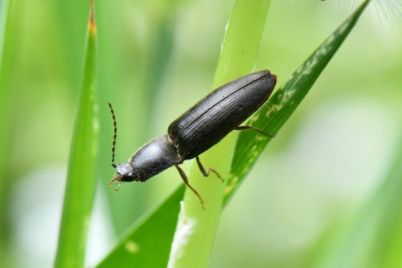 Athous haemorrhoidalis (Fabricius, 1801) - Taupin acajou, Taupin des jardins