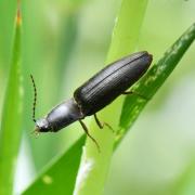 Athous haemorrhoidalis (Fabricius, 1801) - Taupin acajou, Taupin des jardins