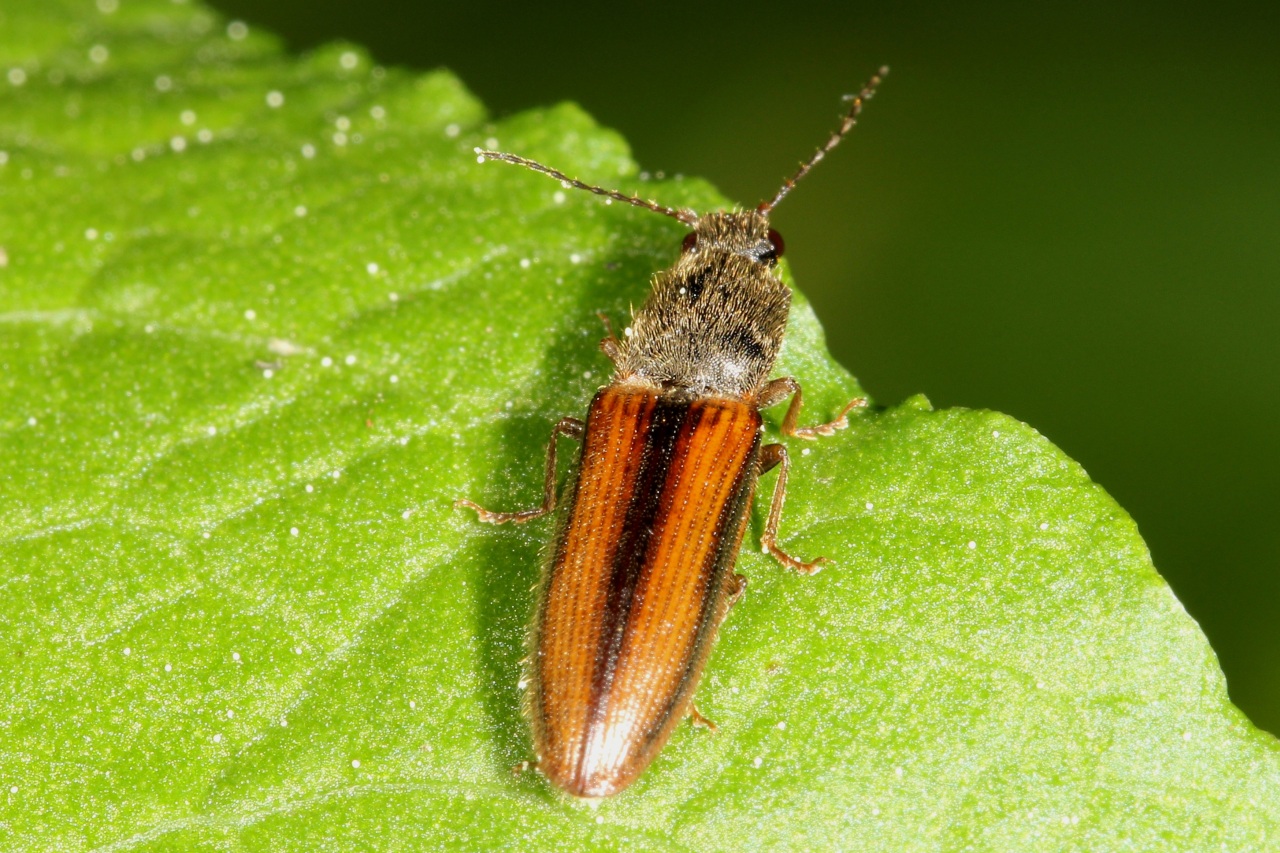 Athous vittatus (Fabricius, 1792) - Athous à bandes claires