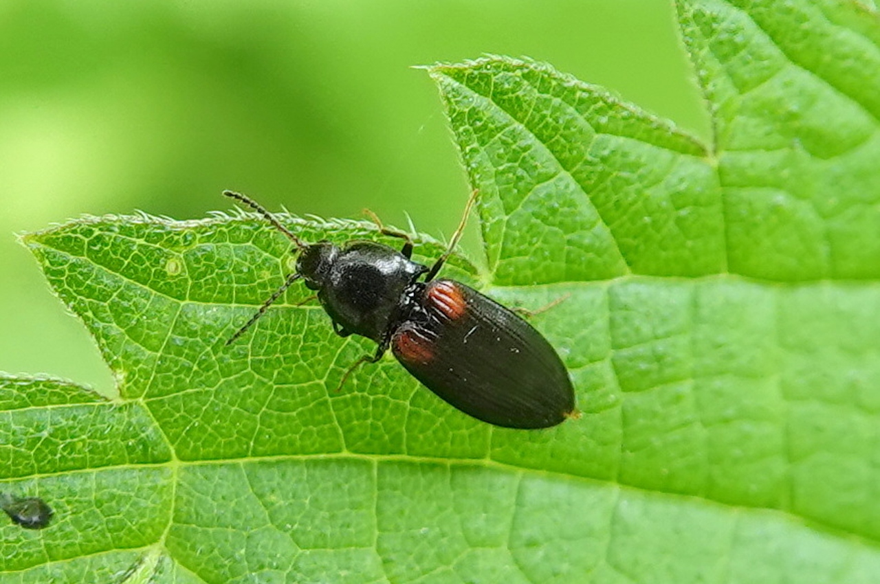 Calambus bipustulatus (Linnaeus, 1767)