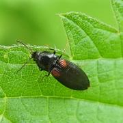 Calambus bipustulatus (Linnaeus, 1767)