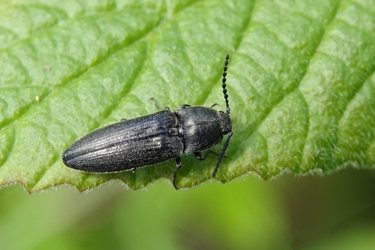 Cidnopus pilosus (Leske, 1785) - Cidnope poilu 