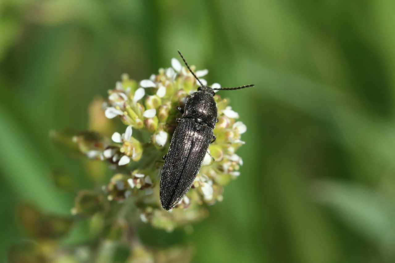 Cidnopus pilosus (Leske, 1785) - Cidnope poilu