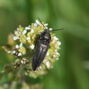 Cidnopus pilosus (Leske, 1785) - Cidnope poilu