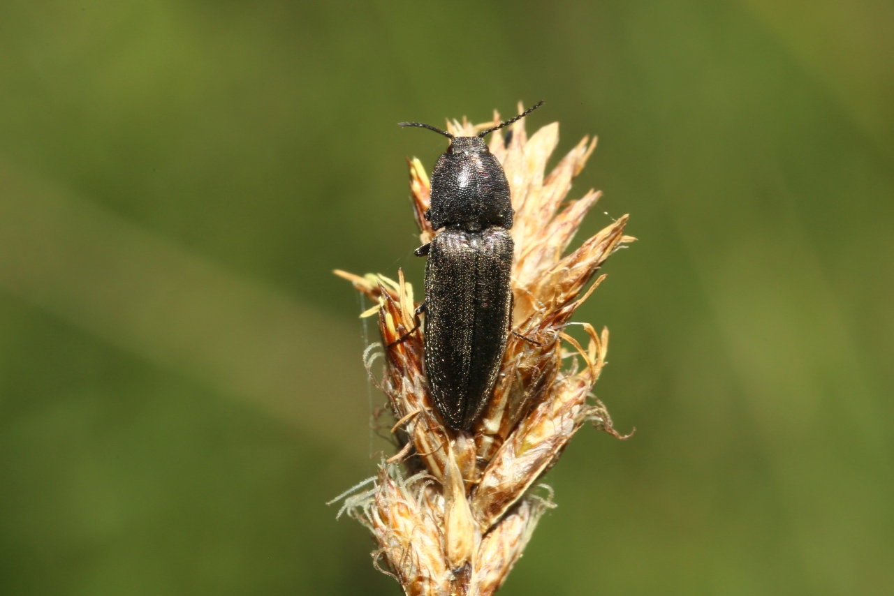 Cidnopus pilosus (Leske, 1785) - Cidnope poilu