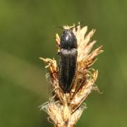 Cidnopus pilosus (Leske, 1785) - Cidnope poilu