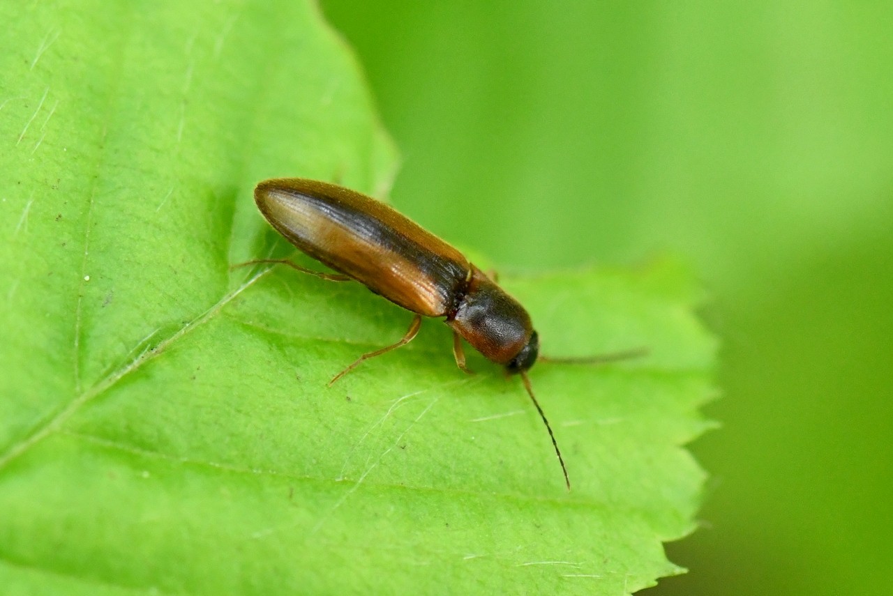 Dalopius marginatus (Linnaeus, 1758) - Dalopie marginée 