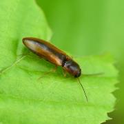 Dalopius marginatus (Linnaeus, 1758) - Dalopie marginée 