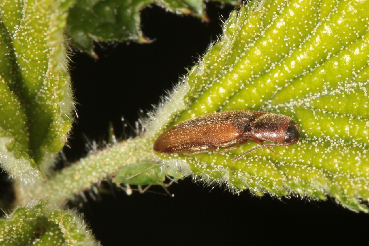 Dalopius marginatus (Linnaeus, 1758) - Dalopie marginée