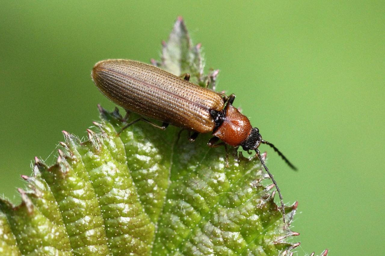 Denticollis linearis (Linnaeus, 1758) - Denticolle linéaire