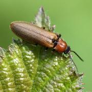 Denticollis linearis (Linnaeus, 1758) - Denticolle linéaire