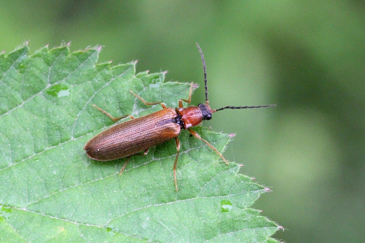 Denticollis linearis (Linnaeus, 1758) - Denticolle linéaire