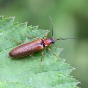 Denticollis linearis (Linnaeus, 1758) - Denticolle linéaire