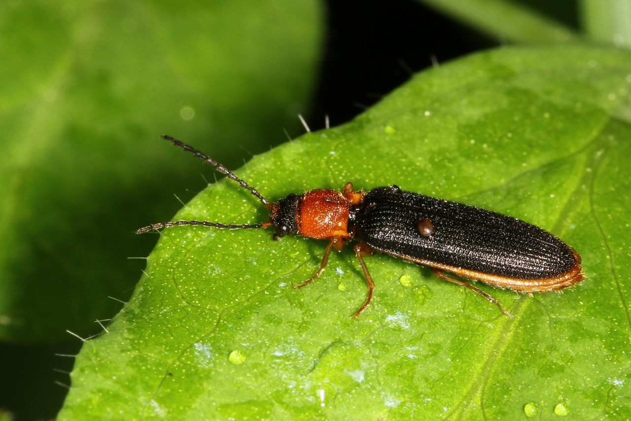 Denticollis linearis (Linnaeus, 1758) - Denticolle linéaire 