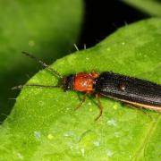 Denticollis linearis (Linnaeus, 1758) - Denticolle linéaire 