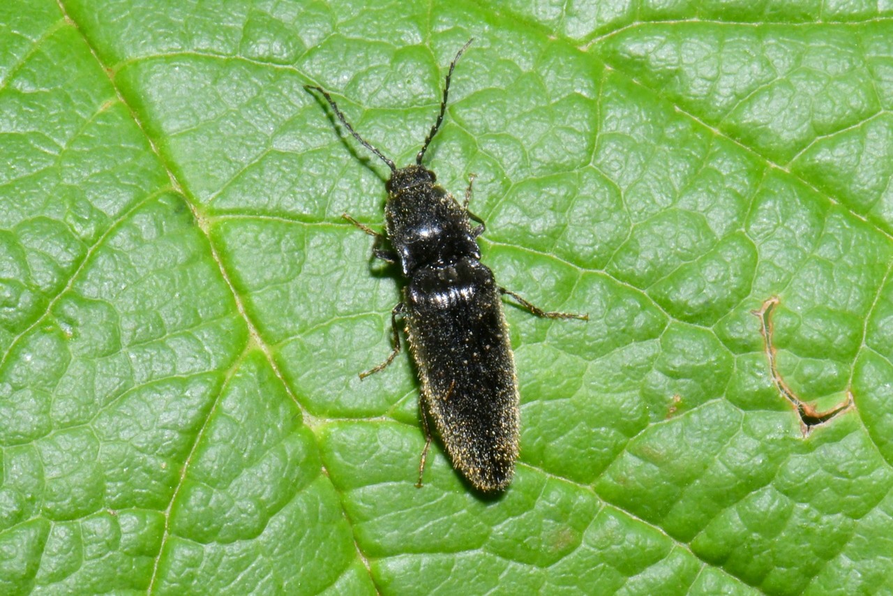 Hemicrepidius sp 