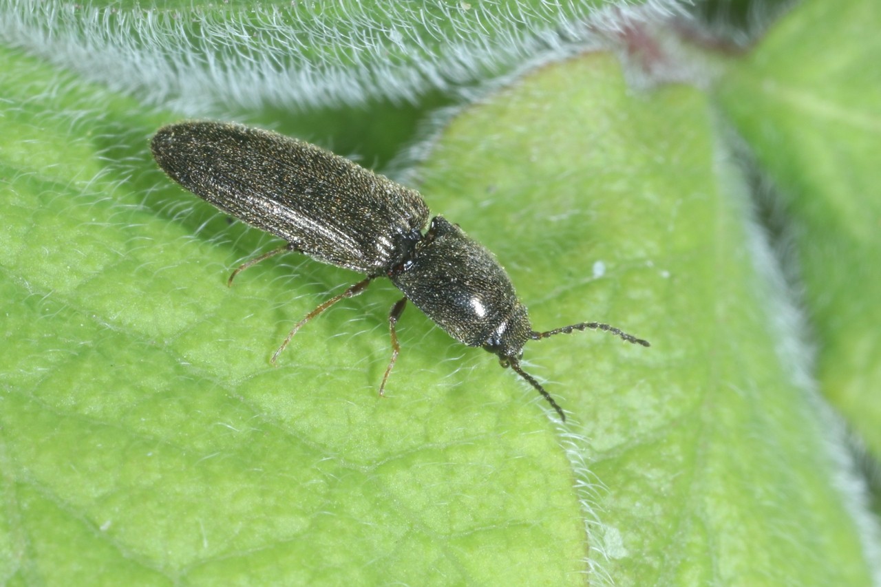 Limonius sp (minutus/poneli)