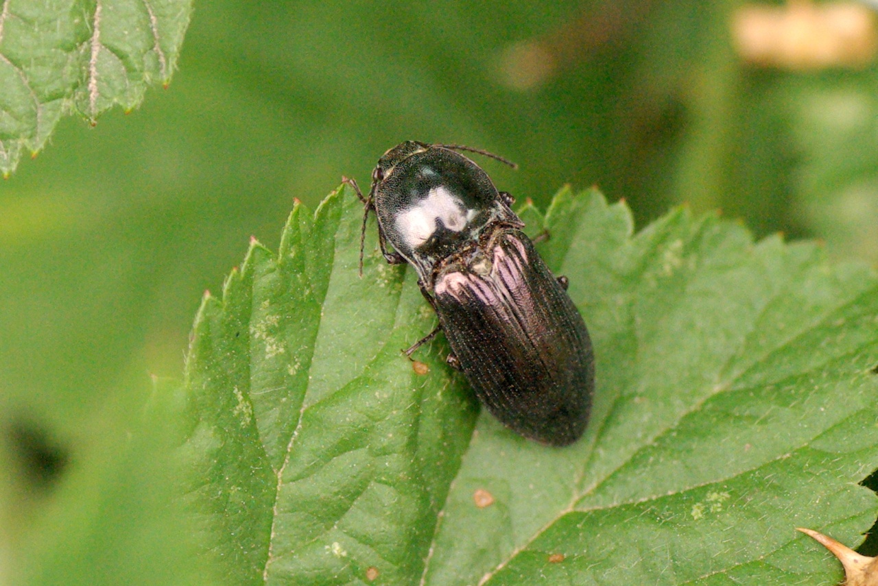 Selatosomus aeneus (Linnaeus, 1758)