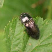 Selatosomus aeneus (Linnaeus, 1758)