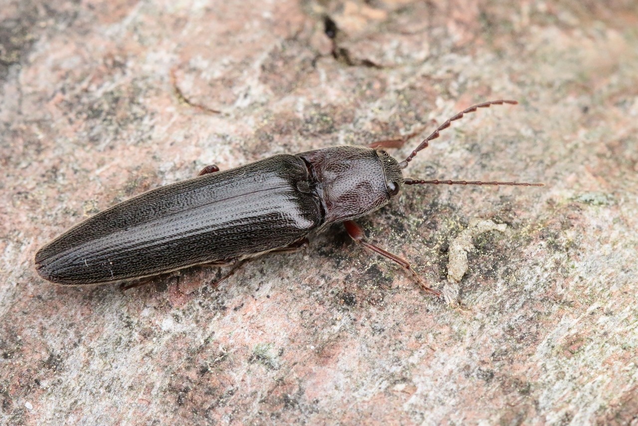 Melanotus sp 