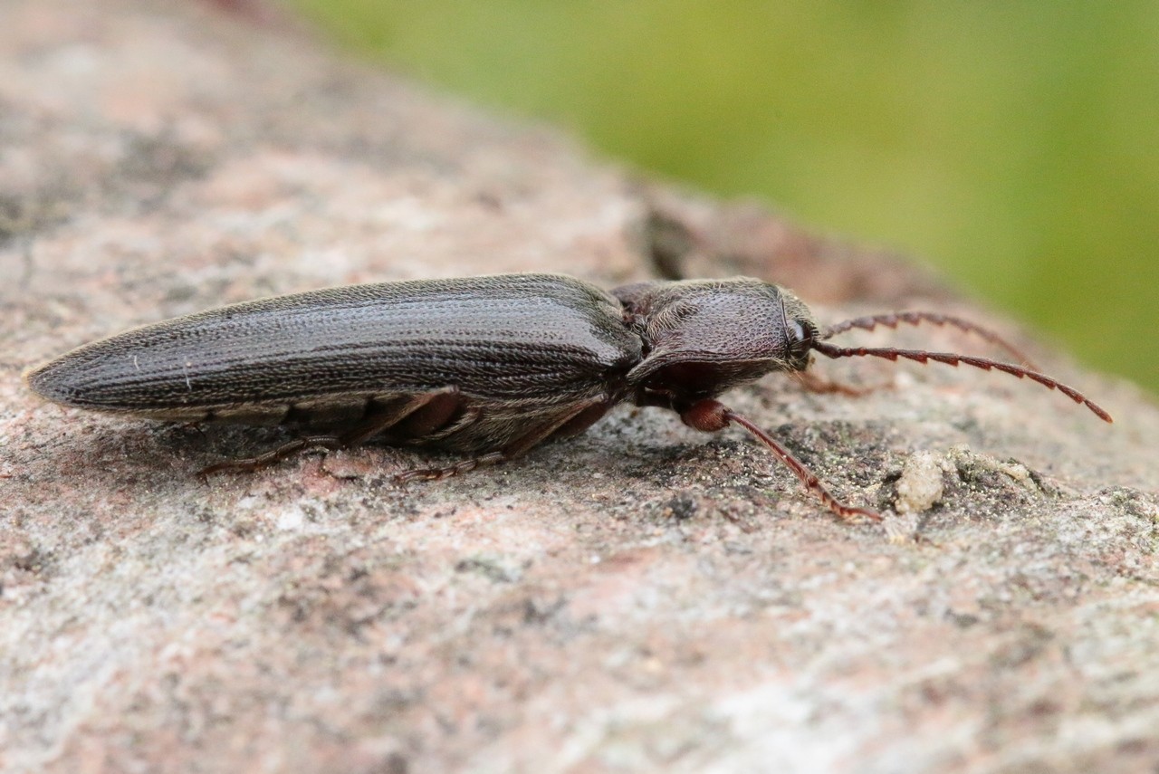 Melanotus sp 