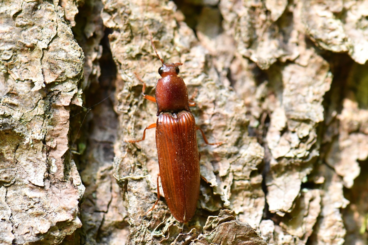 Stenagostus rufus (De Geer, 1774)