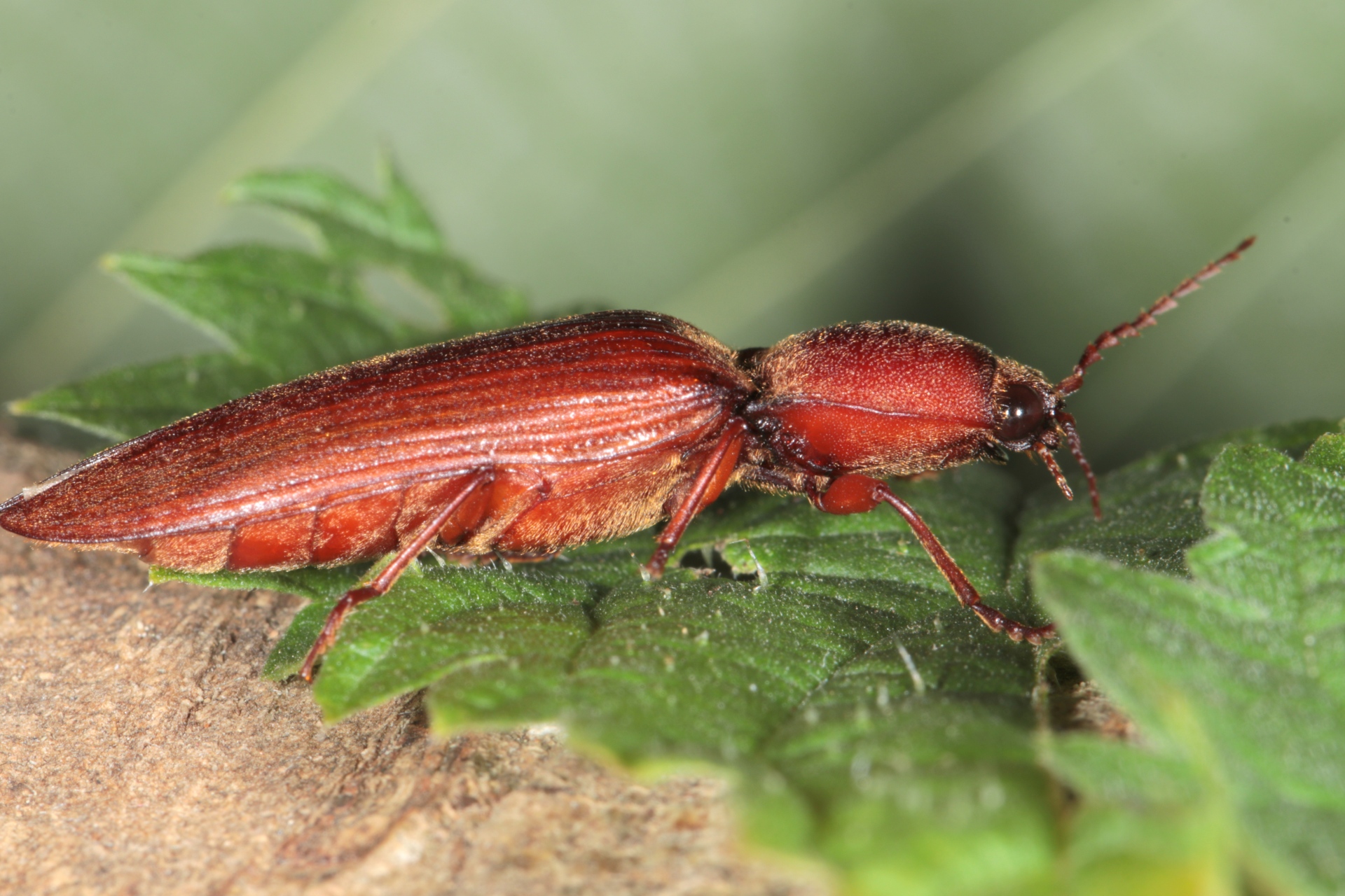 Stenagostus rufus (De Geer, 1774)