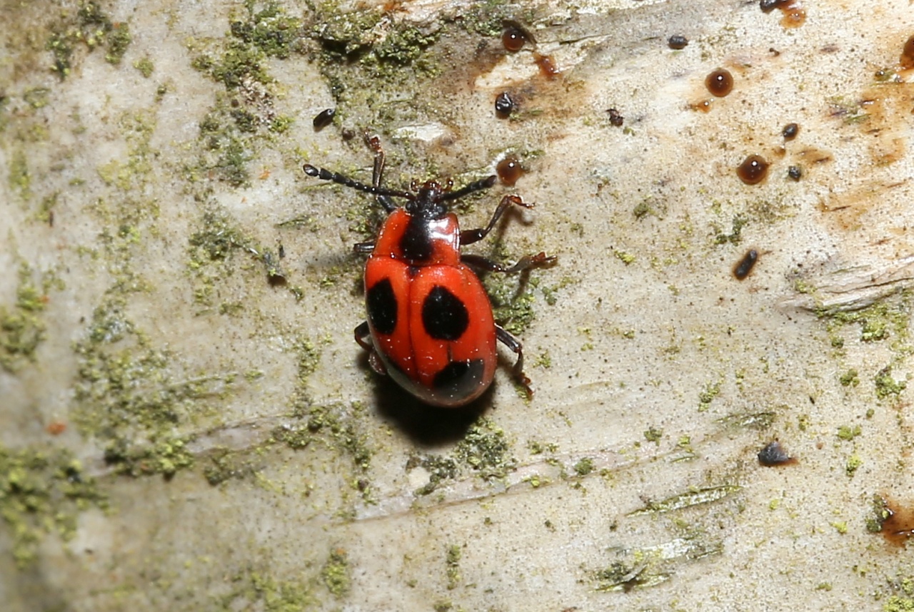 Endomychus coccineus (Linnaeus, 1758) - Fausse Coccinelle