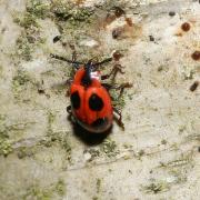 Endomychus coccineus (Linnaeus, 1758) - Fausse Coccinelle