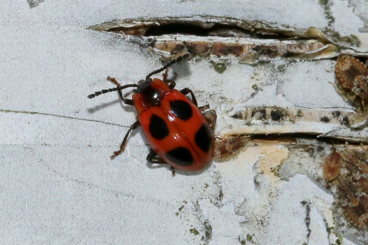 Endomychus coccineus (Linnaeus, 1758) - Fausse Coccinelle