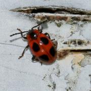 Endomychus coccineus (Linnaeus, 1758) - Fausse Coccinelle