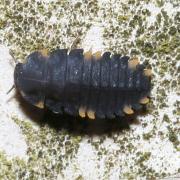 Endomychus coccineus (Linnaeus, 1758) - Fausse Coccinelle (Larve)