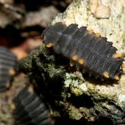 Endomychus coccineus (Linnaeus, 1758) - Fausse Coccinelle (Larves)